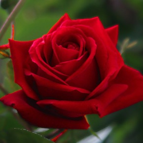 گلاب: خوبصورت شکل اور من پسند خوشبو کی وجہ سے پھولوں کا بادشاہ
